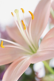Lily Flower