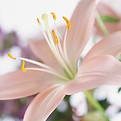 Gros plan d'un lys rose
