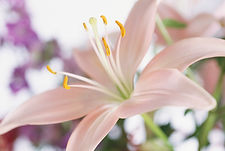 Eine rosa blühende Lilie