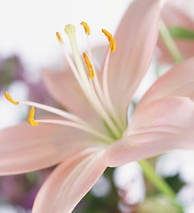 Lily Flower