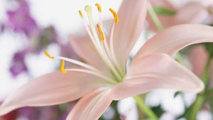 ユリの花粉はどうして取るの？