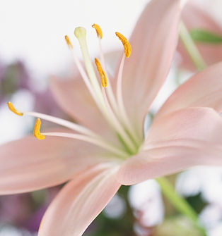 Lily Flower