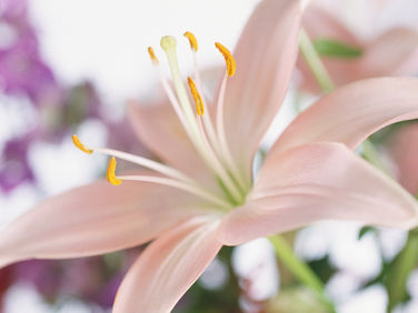 Rumbi The Strong Flower