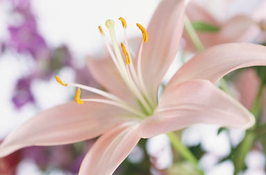 Lily Flower
