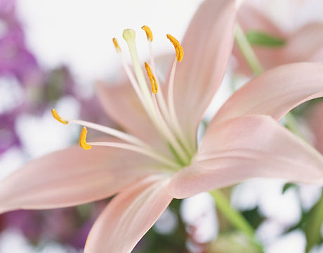 Lily Flower