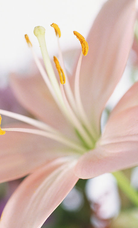 Lily Flower
