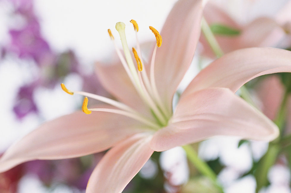 ユリの花