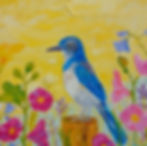 California Scrub Jay