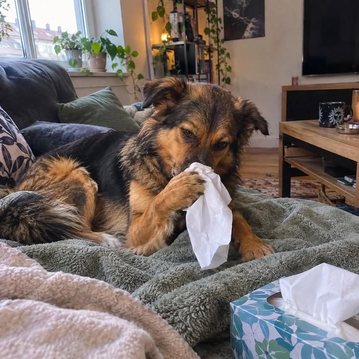One of these is so-called kennel cough—a highly contagious respiratory disease that spreads easily among dogs.