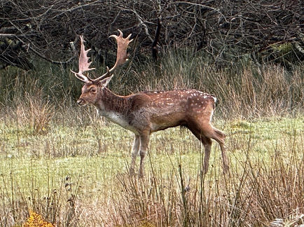 A New Forest Stag