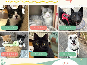 猫庭つむぐん　譲渡会情報。
