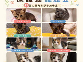 猫庭つむぐん　譲渡会情報。