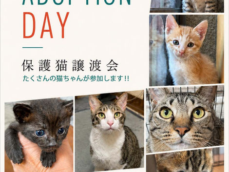 猫庭つむぐん　譲渡会情報。