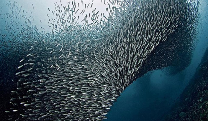 Proponen capturar sardinas y otras 11 especies de peces en reserva de la biósfera del Mar de Cortez