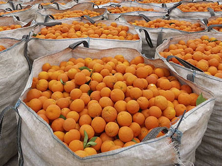 Identifican dos cepas de hongos que afectan a las naranjas de Sonora