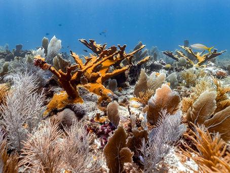 Descubren "monumentales" arrecifes de coral en el Banco de Campeche (Video)