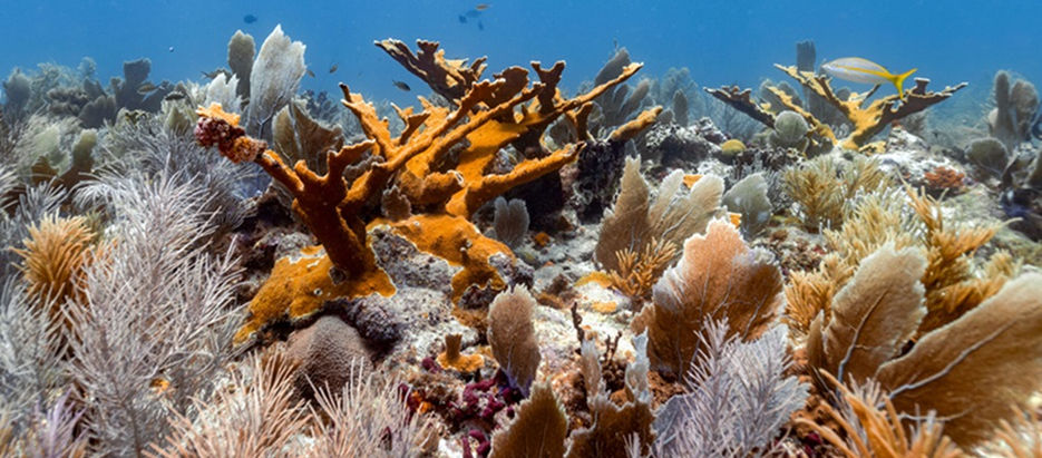 Descubren "monumentales" arrecifes de coral en el Banco de Campeche (Video)