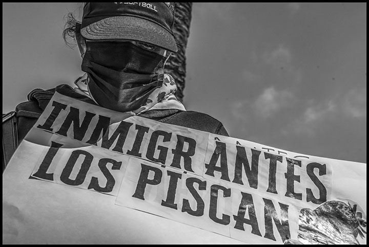 Los inmigrantes los cosechan...
