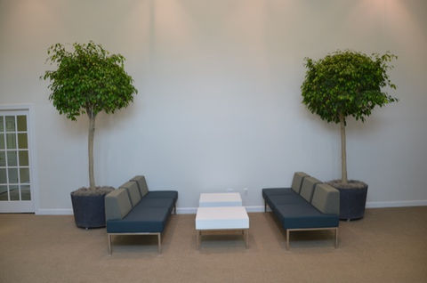 IndoorPlantRoute LgFicusStd.jpg