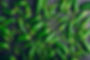 green-jalapeno-peppers-PRAJ7H8.jpg