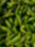 green-peppers-QR3G5S5.jpg