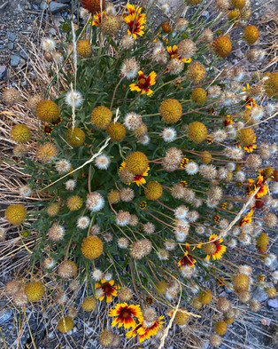 Wildflower Burst!