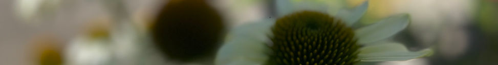 Daisies