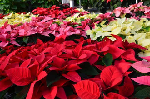 poinsettias.jpg