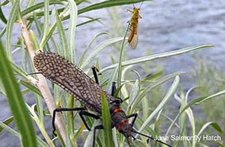 hatch_Giant-and-Golden-new (1).jpg