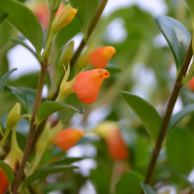 PlantsIndoor Blooming.jpg