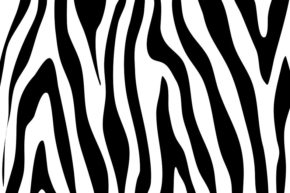 Zebra 1.jpg