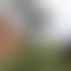 Large White Pine, Large Spruce and Large Spar Removal