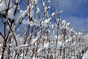 Winterliche Weinreben.png