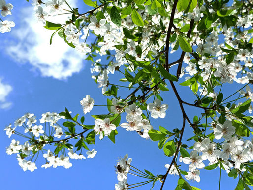 Spring Mental Health Check-in