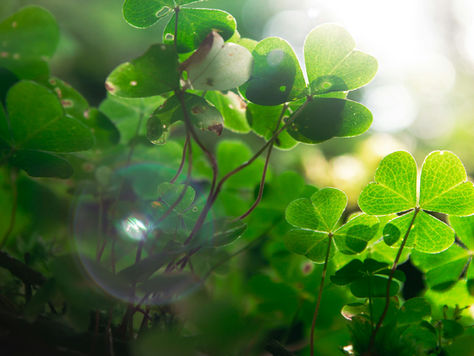 Acupuncture for a St. Patrick’s Day Detox