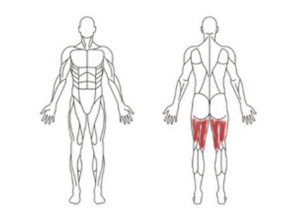 Hamstrings.png