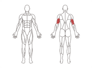 Triceps.png