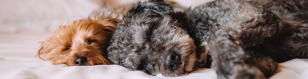 Sleeping Dogs_edited.jpg