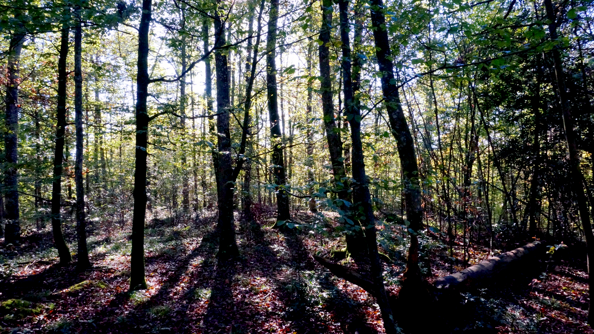 Laubwald Schweiz Symbolbild