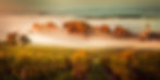 French forests of burgundy