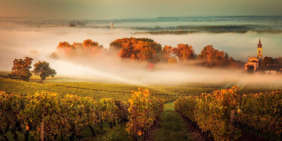 French forests of burgundy