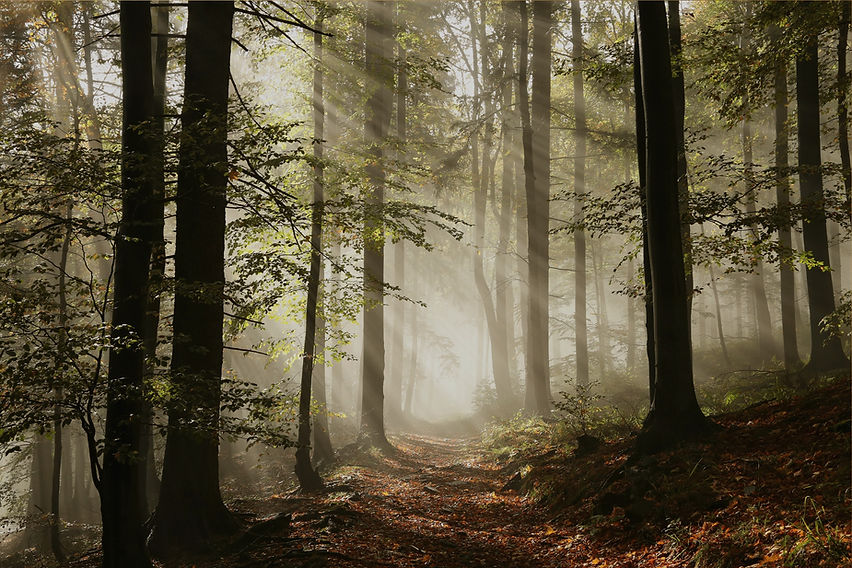 french forest