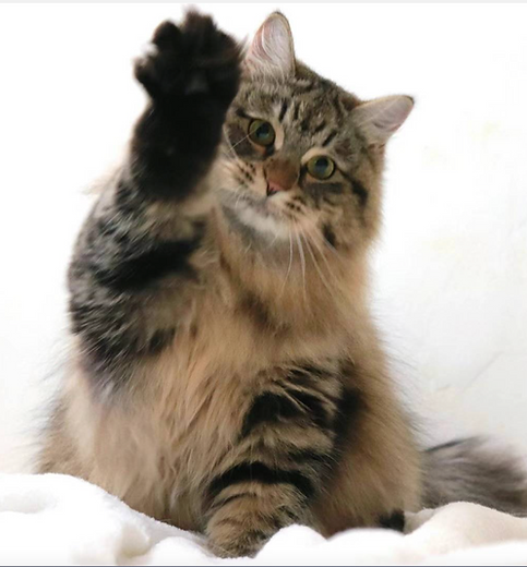 截屏2024-11-05 上午10.08.14.png