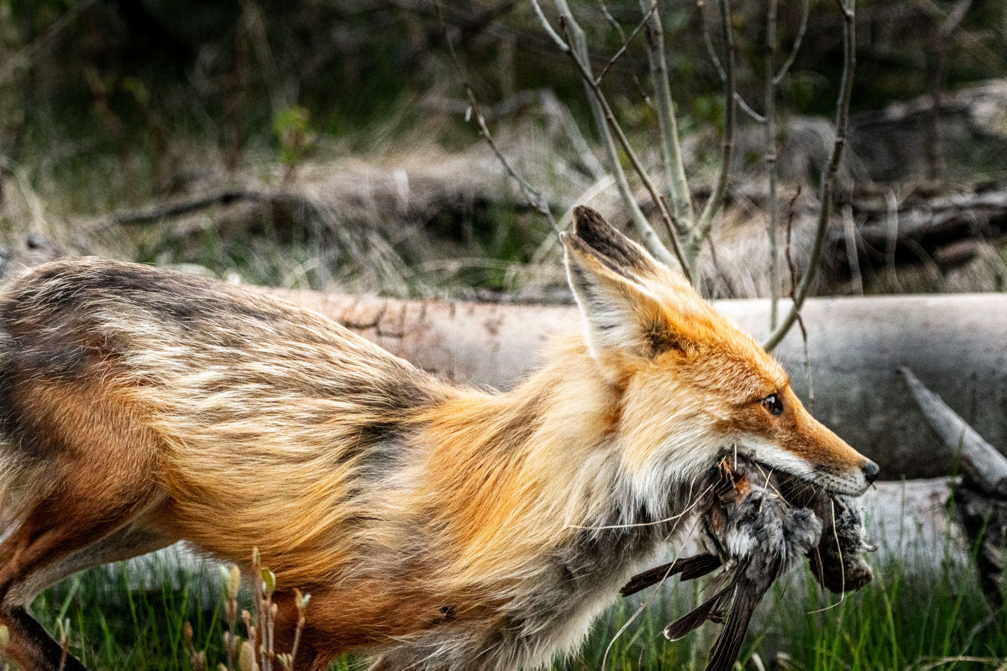 Fleeting Fox