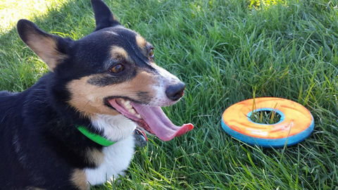 firehouse-park-with-dog.jpg