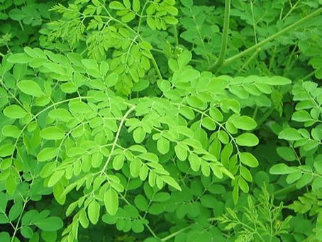 Benefits of Moringa Leaf Powder: A Superfood for Your Health