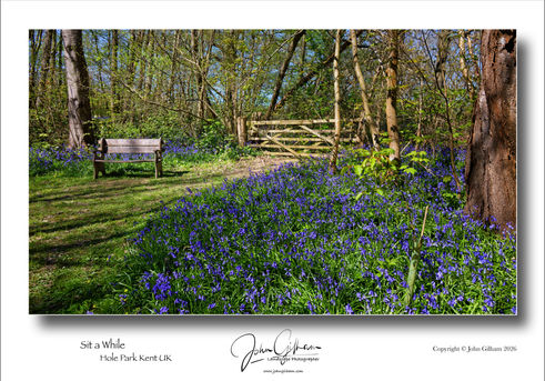 Sit a while in the Bluebells in Hole Park Kent UK