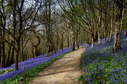 Bluebells at Emmetts Kent UK