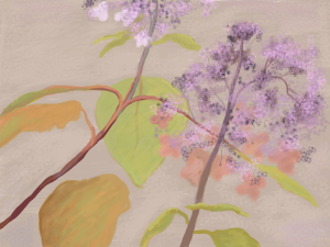 Hydrangea