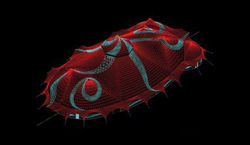 Chapiteau Arlette Gruss